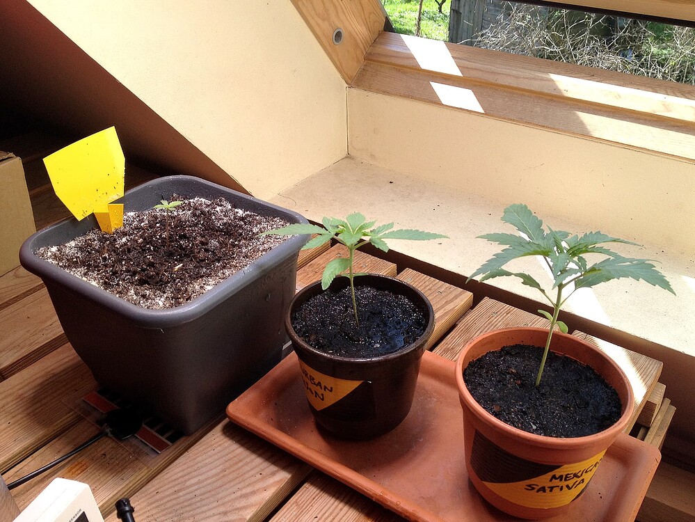 Drei junge Cannabispflanzen in Töpfen auf einer Fensterbank, darunter eine Mexican Sativa und eine Durban Poison.
