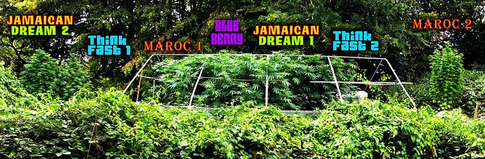 Ein Garten-Grow-Spot mit mehreren Cannabis-Pflanzen, die mit Sortennamen beschriftet sind.