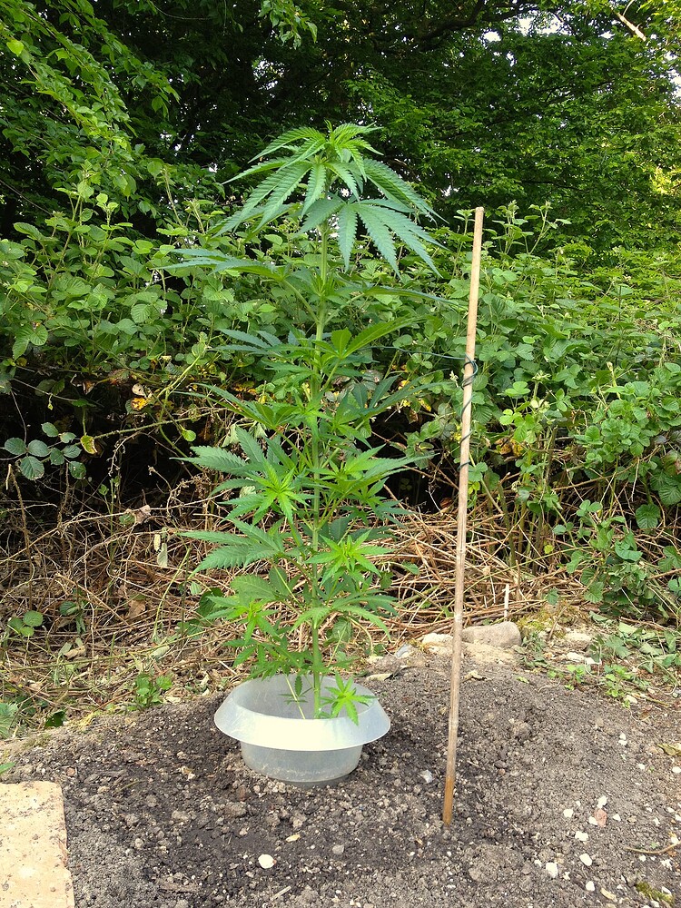 Eine junge Cannabispflanze im Freien, geschützt durch einen Plastikkragen und gestützt von einem Bambusstab.