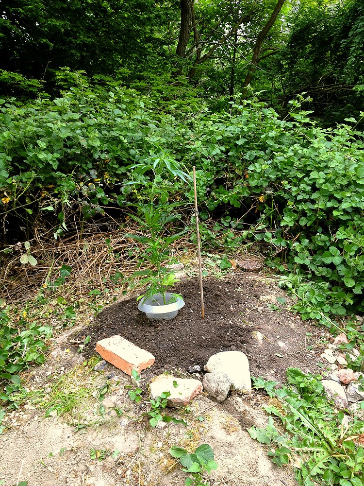 Growreport Bild 3