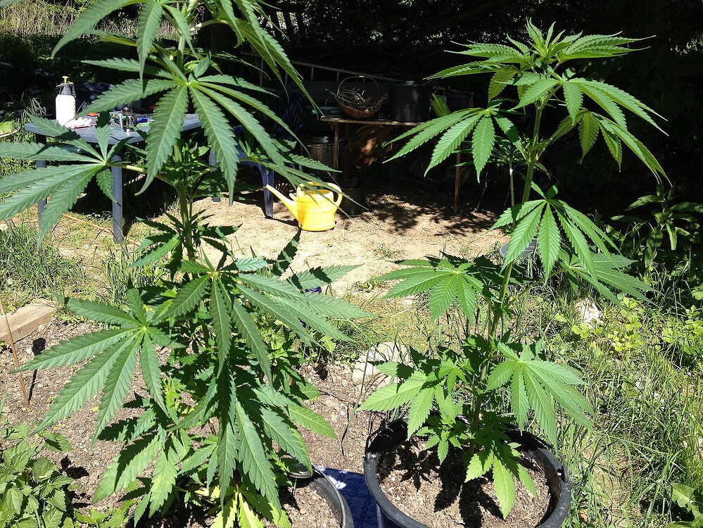 Growreport Bild 21