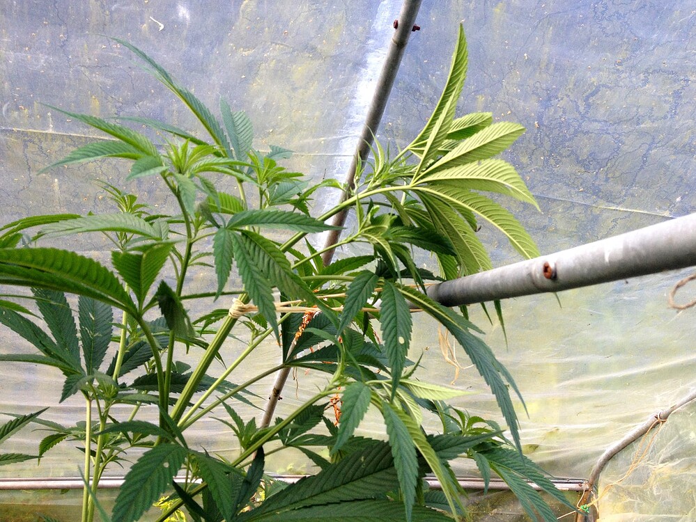 Growreport Bild 11