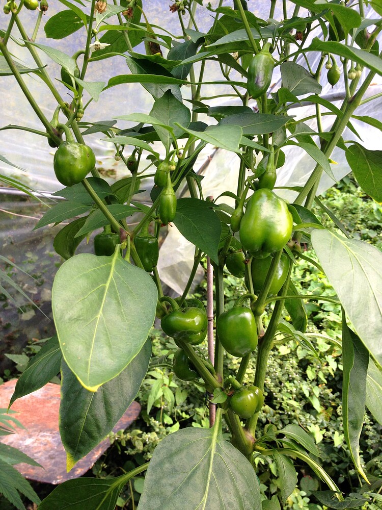 Growreport Bild 28