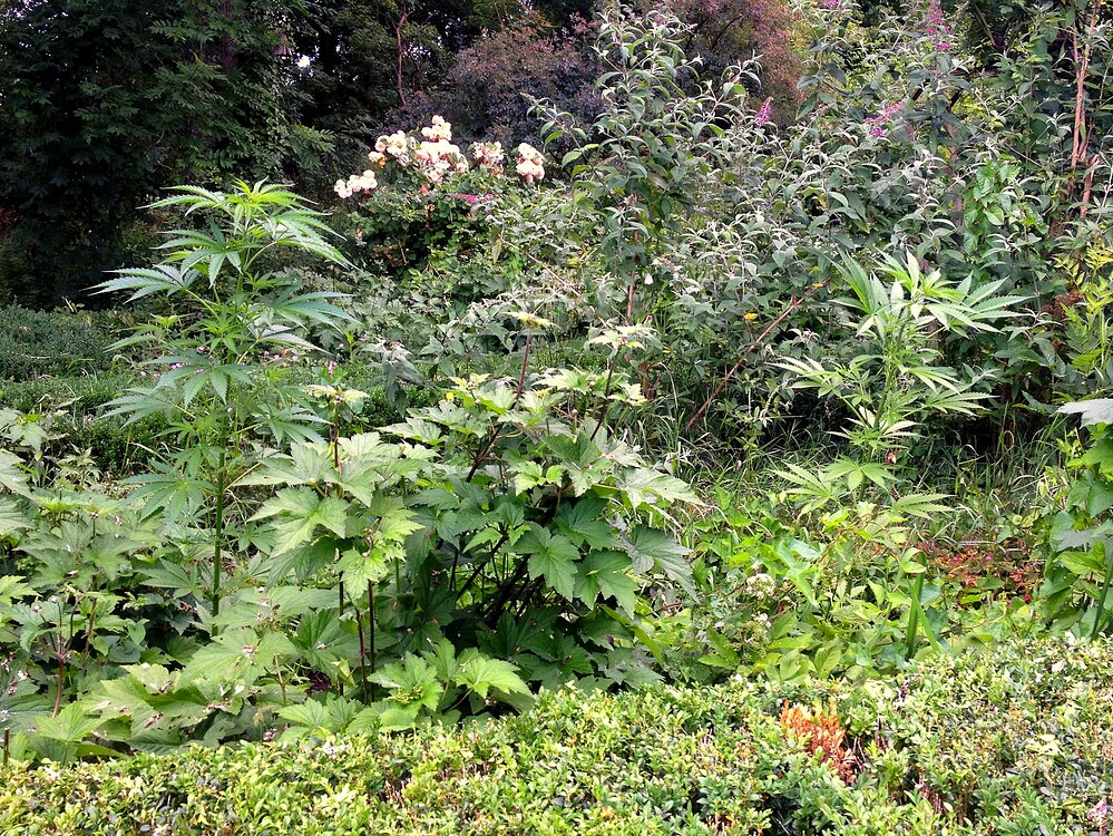 Growreport Bild 38