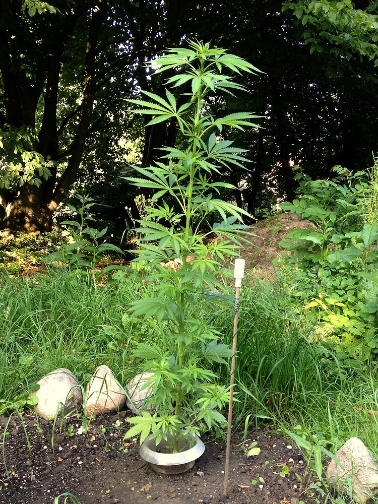 Growreport Bild 3