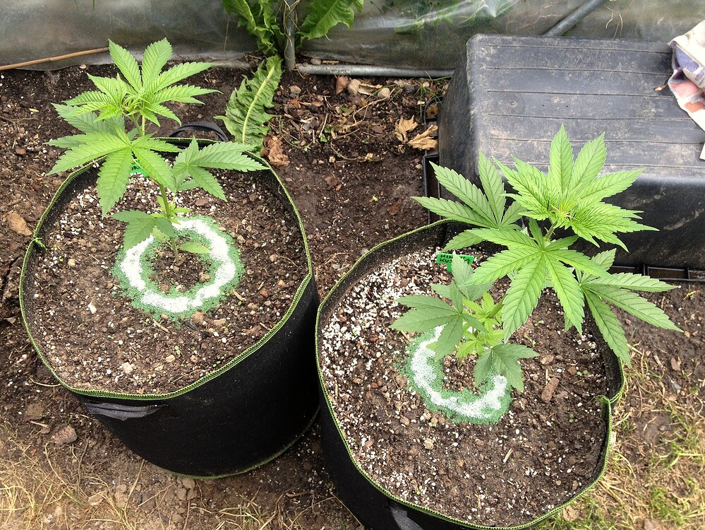 Zwei junge Cannabispflanzen in schwarzen Stofftöpfen, umgeben von einem Ring aus grünem Schneckengranulat.
