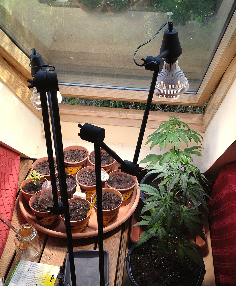 Mehrere Cannabis-Pflanzen in Töpfen unter einer speziellen Grow-Lampe an einem Fenster.