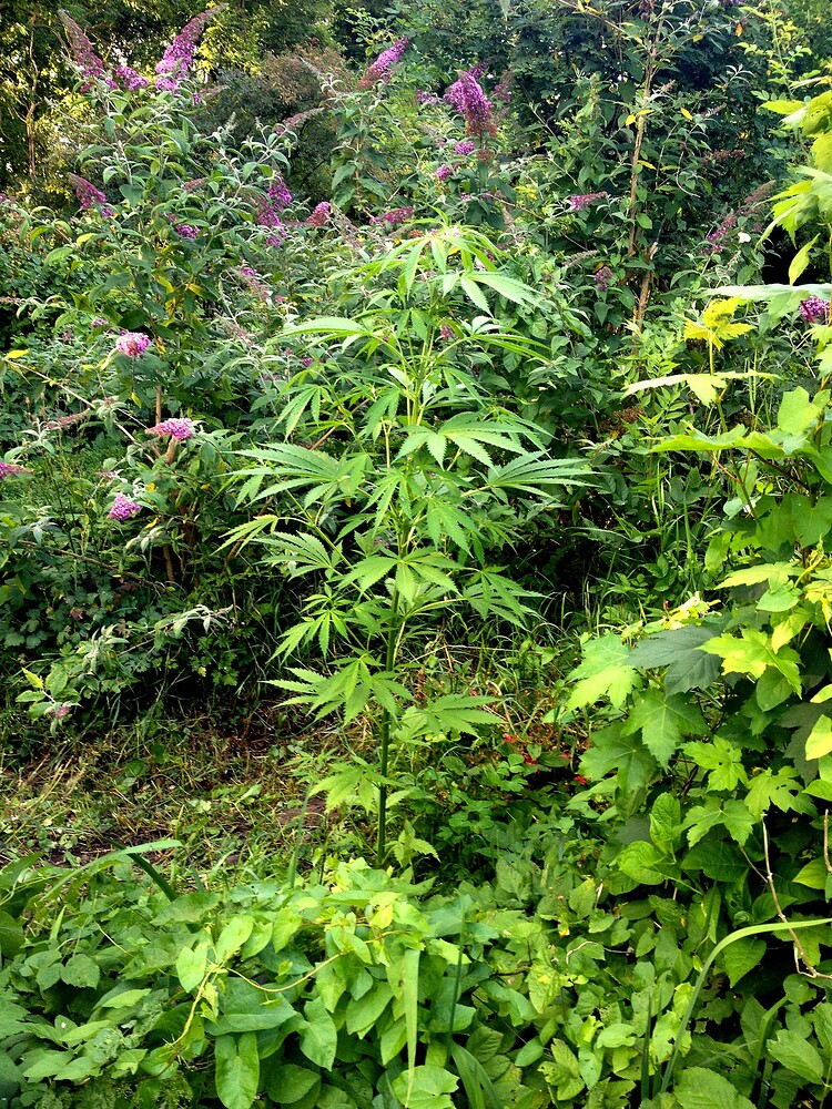 Growreport Bild 38