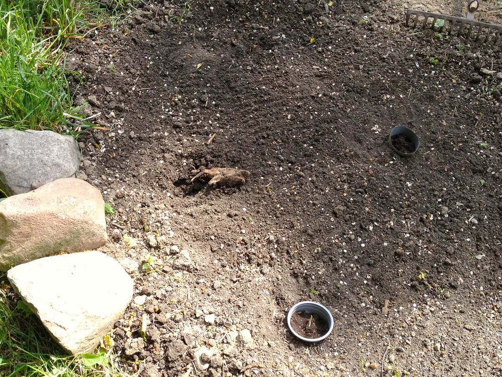 Ein Gartenbeet mit Erde, Steinen, einem Rechen und kleinen Pflanzschalen, in denen Knoblauchzehen stecken.