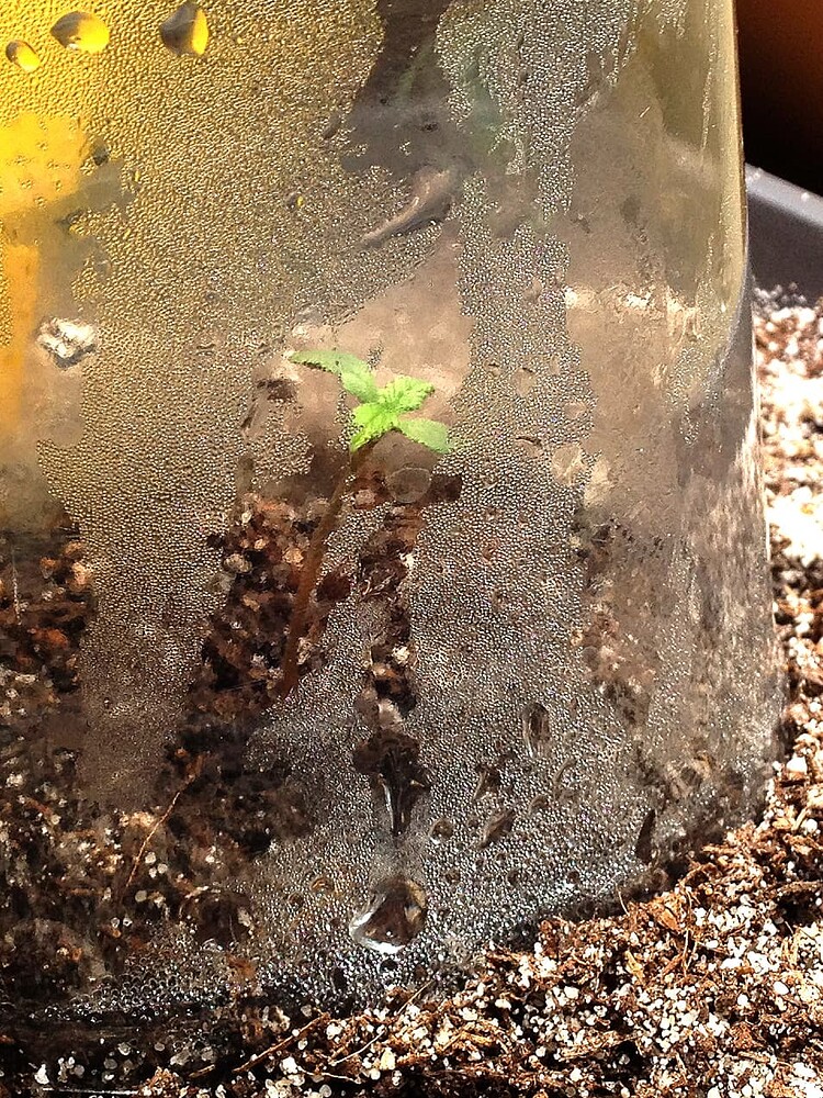 Ein kleiner Cannabis-Sämling unter einer transparenten Plastikabdeckung, die mit Wassertropfen beschlagen ist.