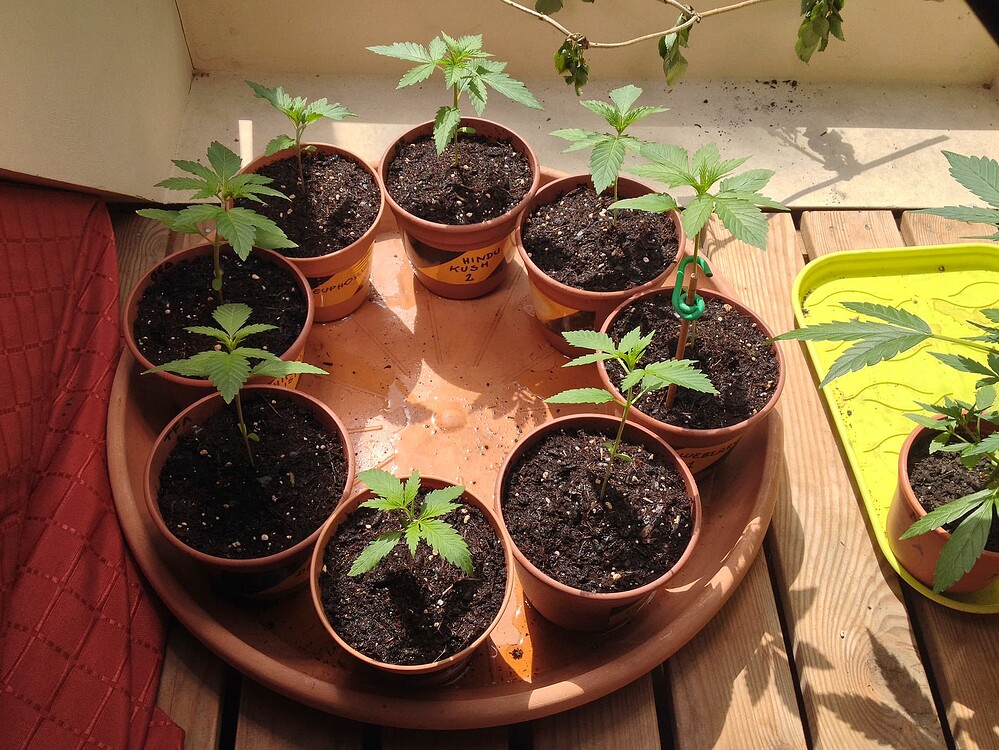 Mehrere junge Cannabispflanzen in kleinen Töpfen, die auf einem großen Untersetzer auf einem Holzuntergrund stehen.