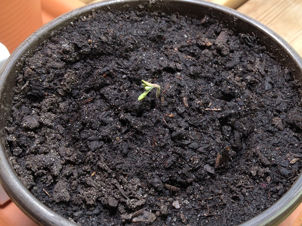 Growreport Bild 53