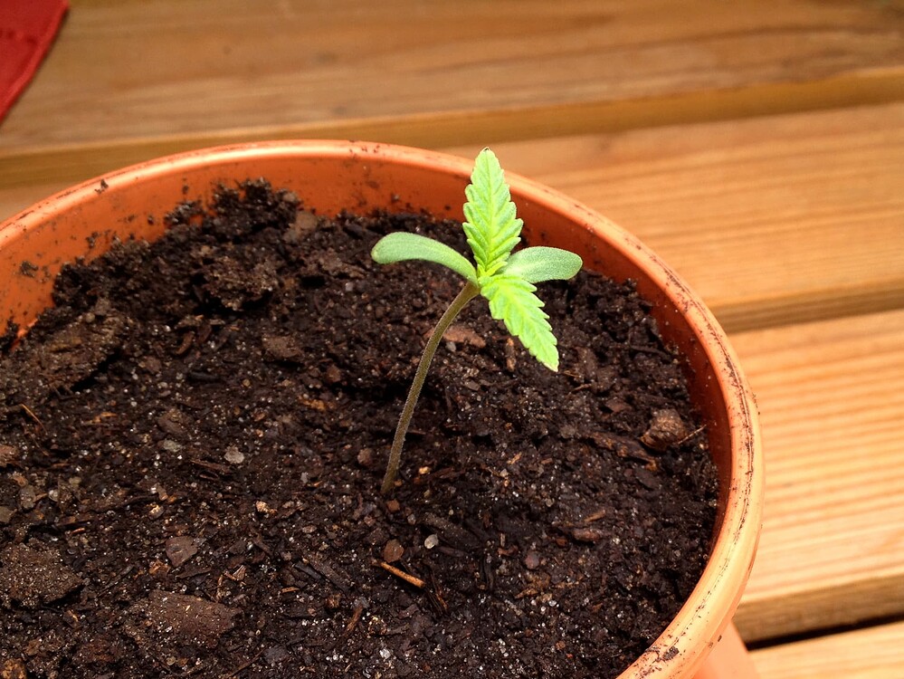 Growreport Bild 3