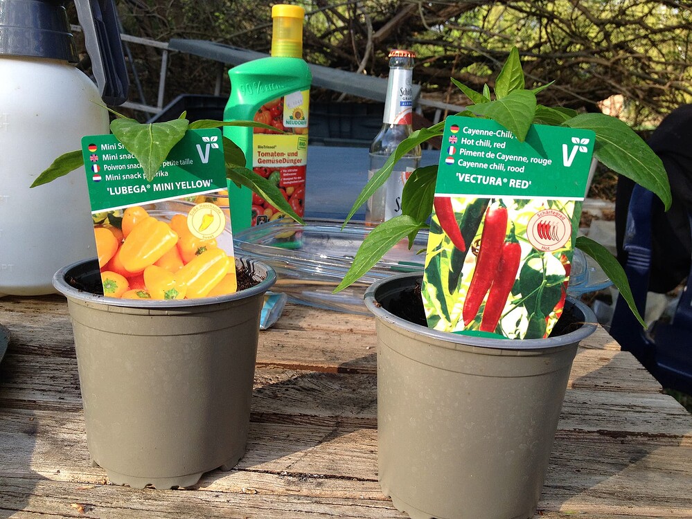 Growreport Bild 38