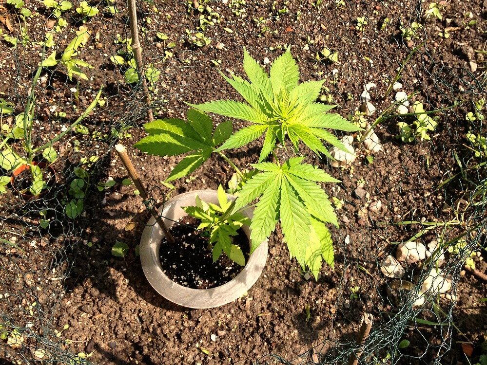 Eine junge Cannabispflanze in einem kleinen Topf, der in die Erde eingegraben ist, umgeben von einem Maschendrahtzaun.