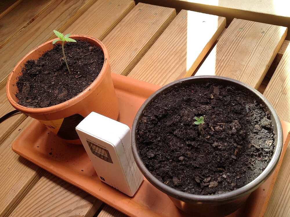 Growreport Bild 1