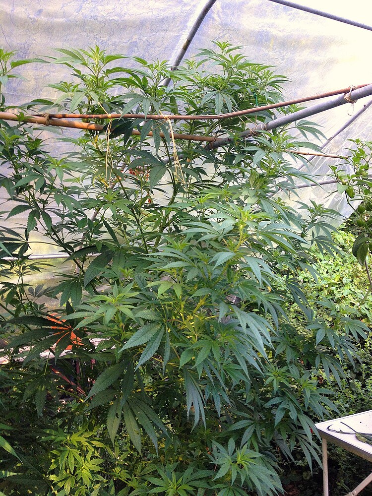 Growreport Bild 24
