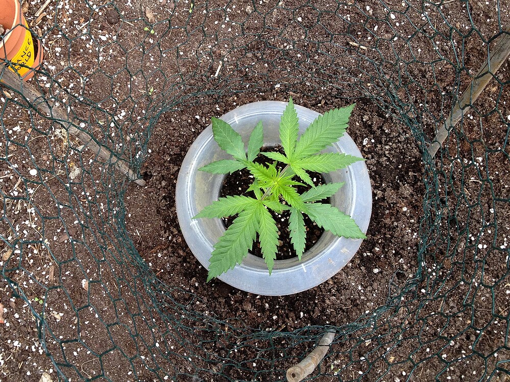 Growreport Bild 50
