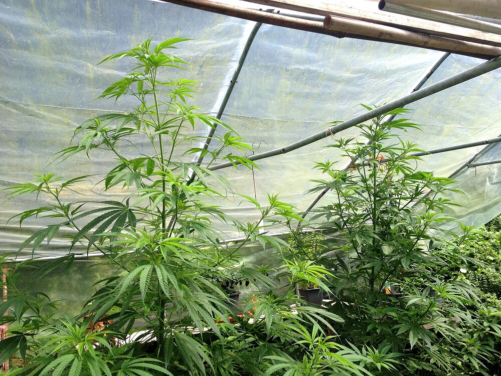 Growreport Bild 3