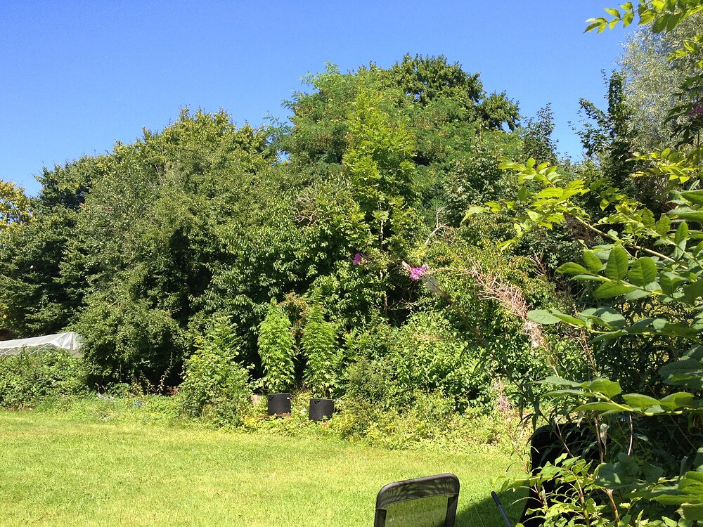 Growreport Bild 4