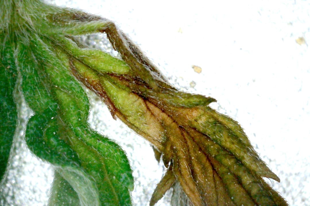 Growreport Bild 38