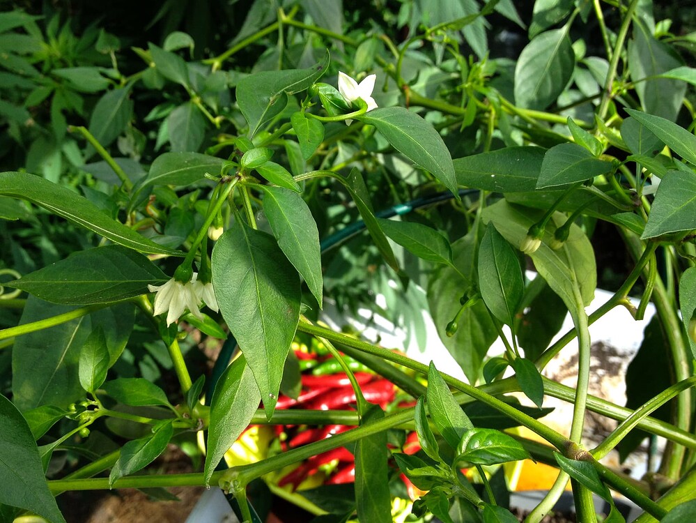 Growreport Bild 6