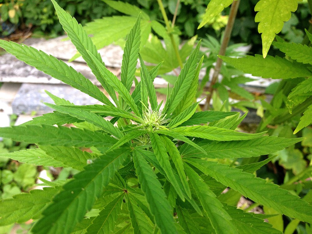 Growreport Bild 35