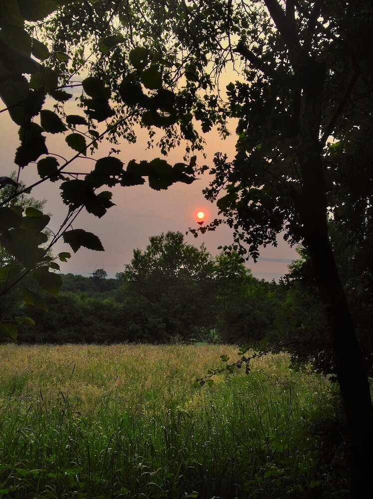 Ein stimmungsvolles Foto eines Sonnenuntergangs über einer Wiese, eingerahmt von Baumzweigen im Vordergrund.
