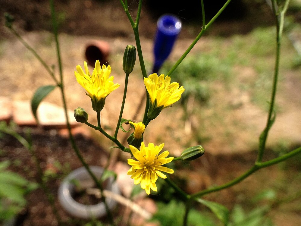 Growreport Bild 39