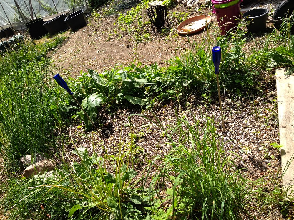 Ein Gartenbeet mit Erde, Gras, Löwenzahn und zwei blauen Glasflaschen auf Stöcken als Dekoration oder Markierung.