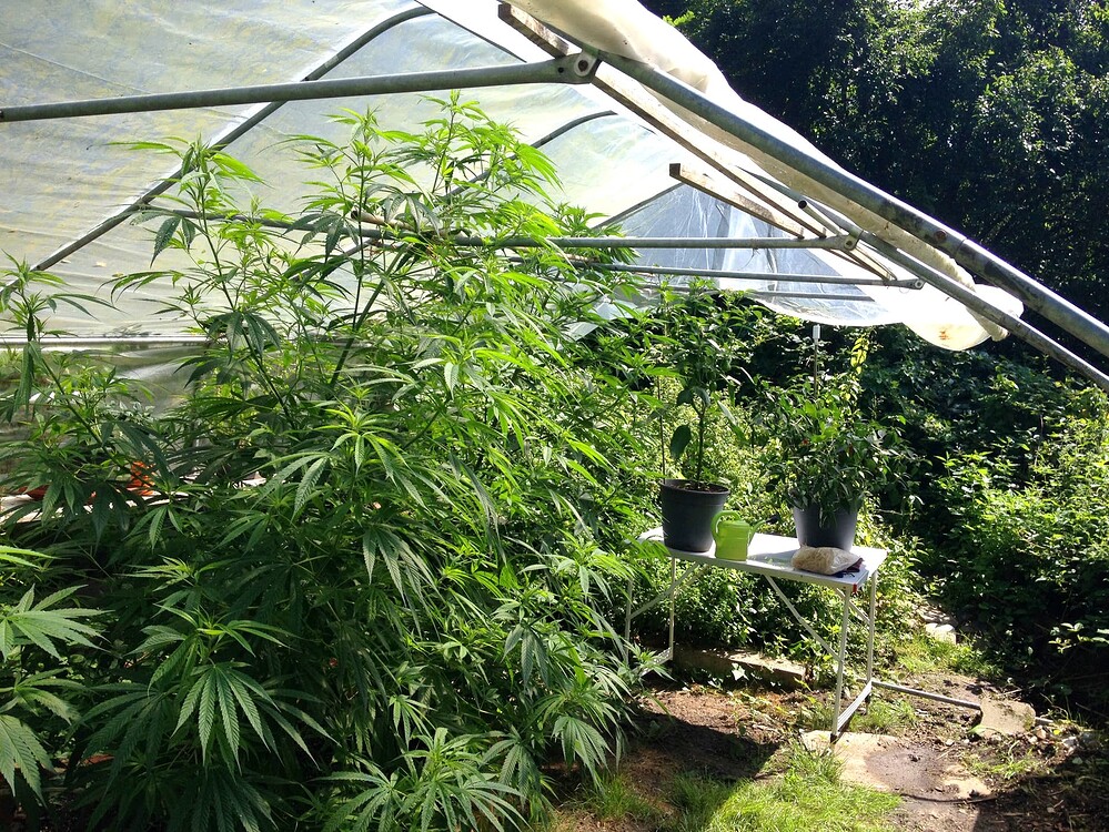 Growreport Bild 5