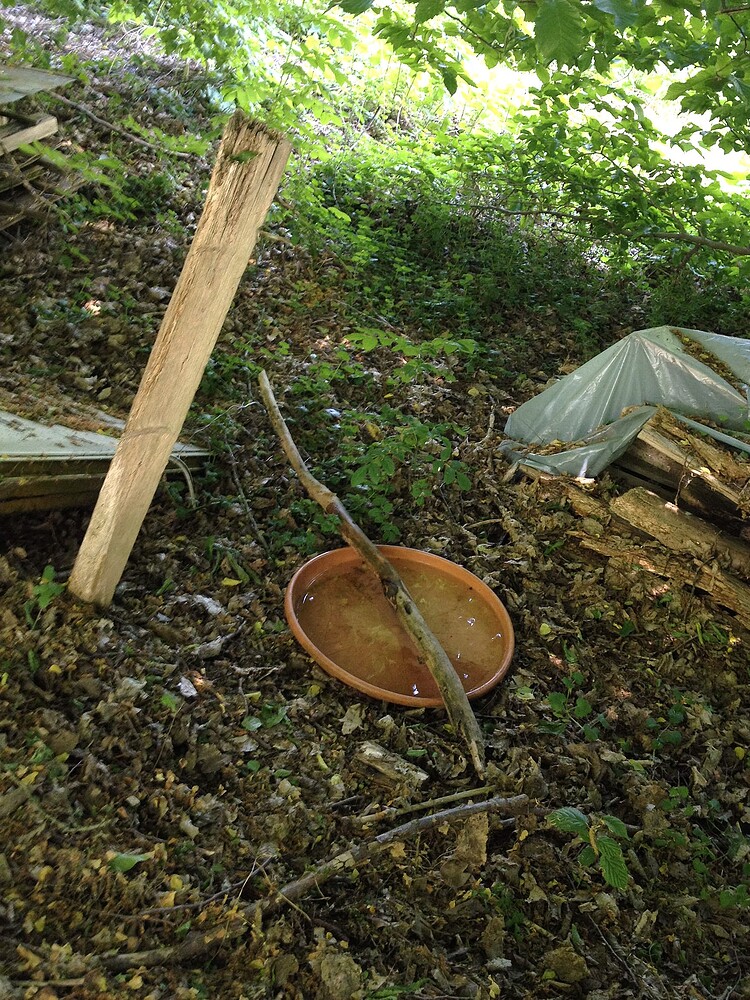 Eine Wasserschale für Kleintiere im Garten, umgeben von Laub und Holz.