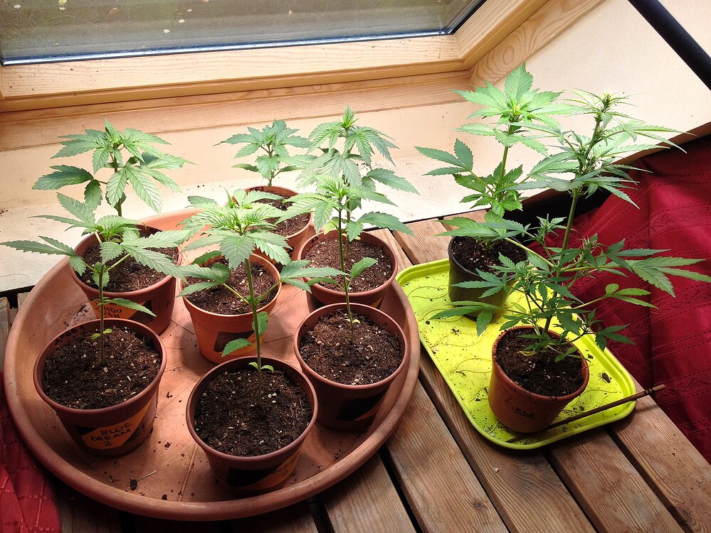 Mehrere junge Cannabispflanzen in kleinen Töpfen auf Untersetzern vor einem Fenster.