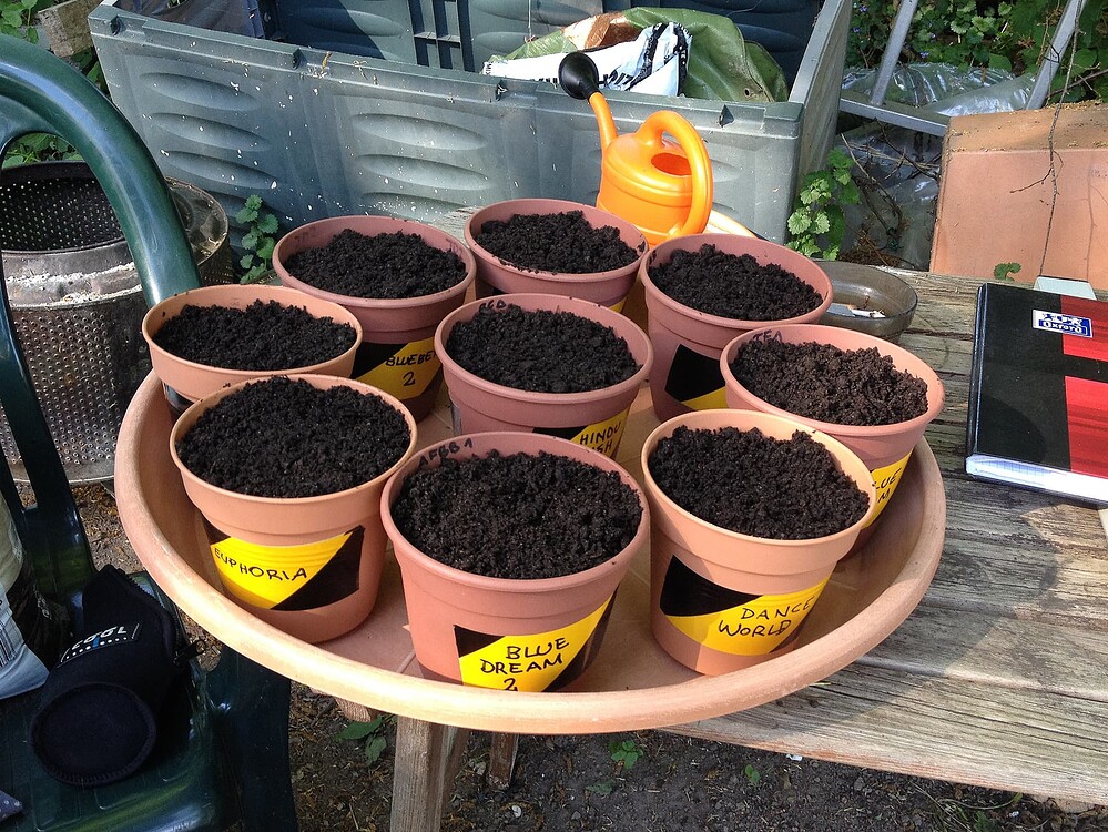 Growreport Bild 32