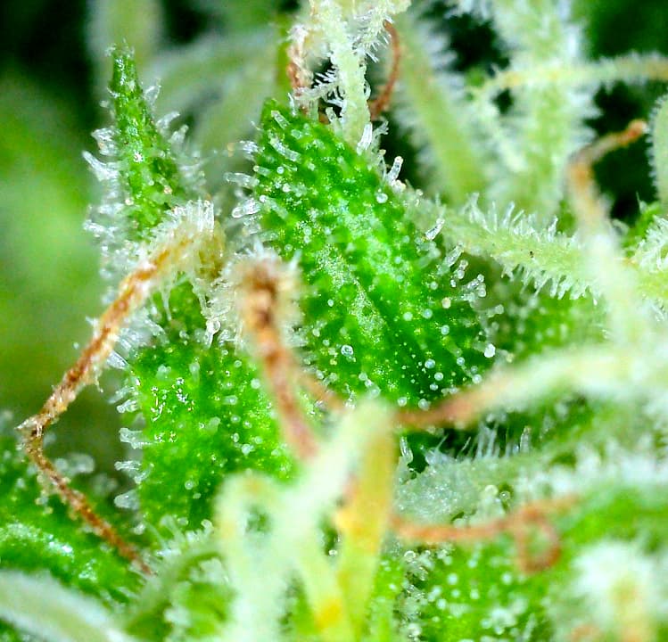 Growreport Bild 3