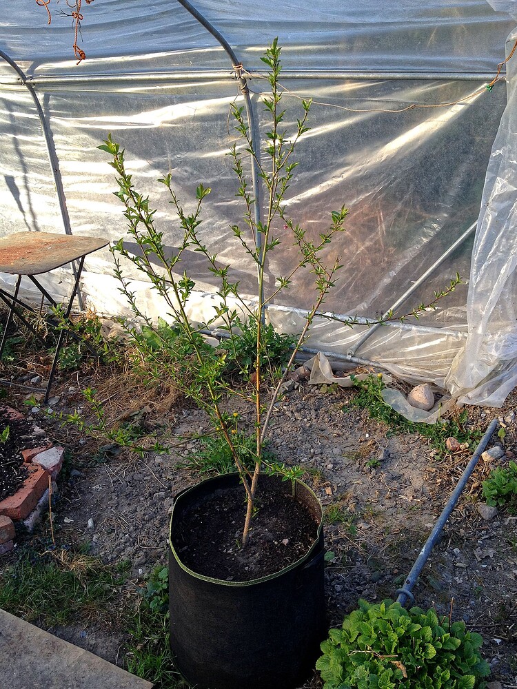 Ein junger Pfirsichbaum in einem schwarzen Pflanzsack in einem Gewächshaus.