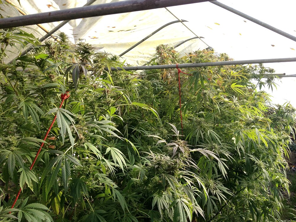 Growreport Bild 2