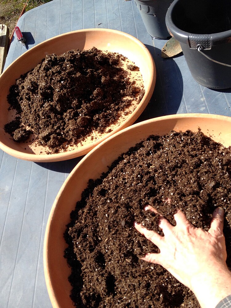 Zwei große Terrakotta-Untersetzer gefüllt mit frischer, mit Perlite vermischter Erde, eine Hand mischt die Erde im vorderen Untersetzer.