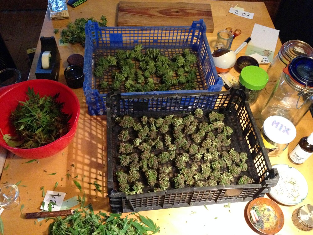 Growreport Bild 2