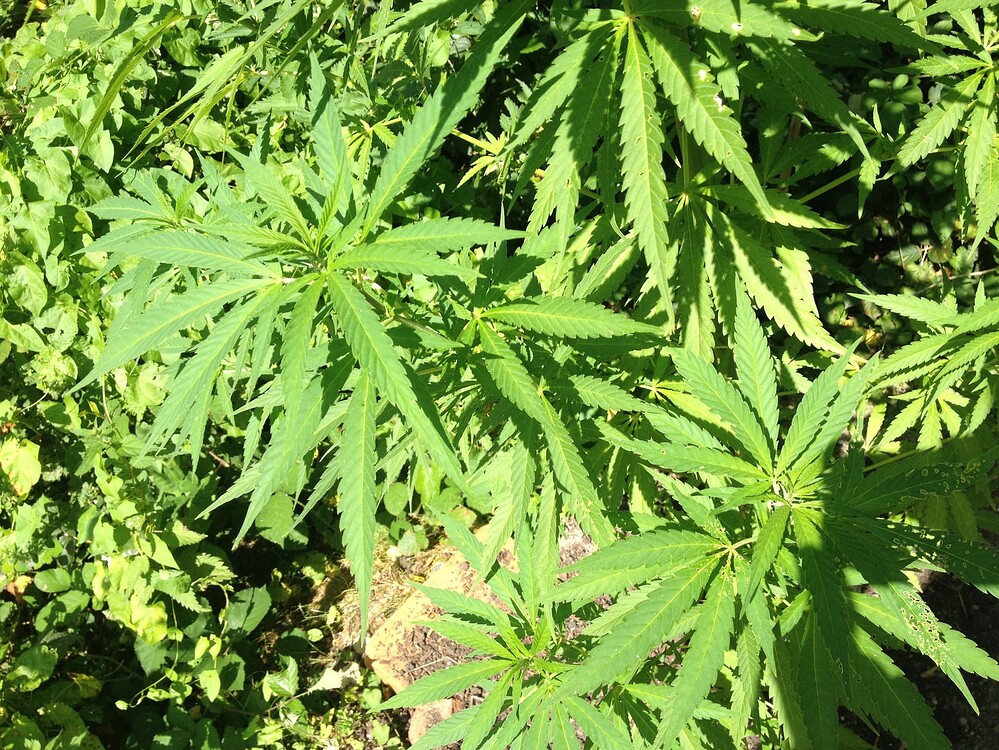 Growreport Bild 64