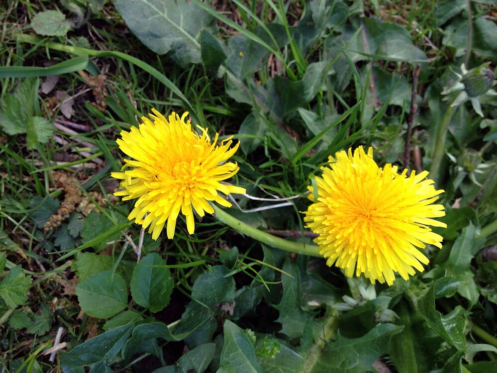 Zwei blühende Löwenzahnblüten in einer Wiese.