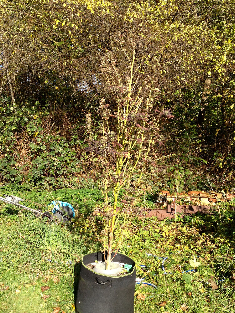 Growreport Bild 7