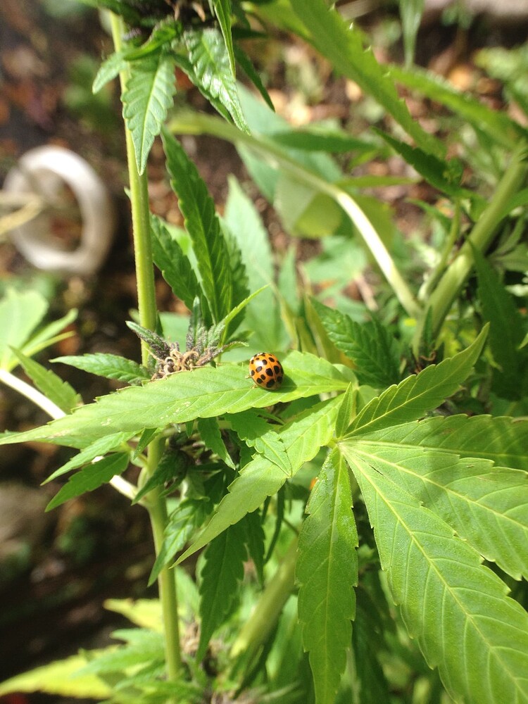 Growreport Bild 6