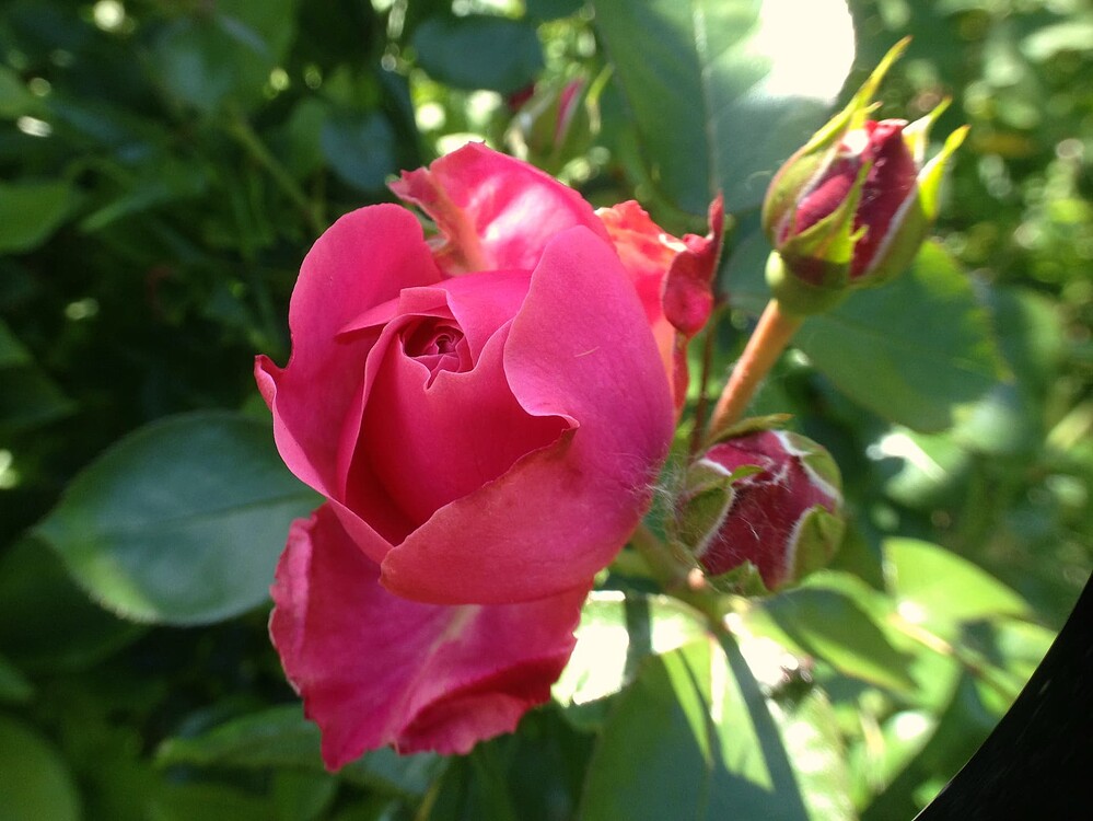 Growreport Bild 51