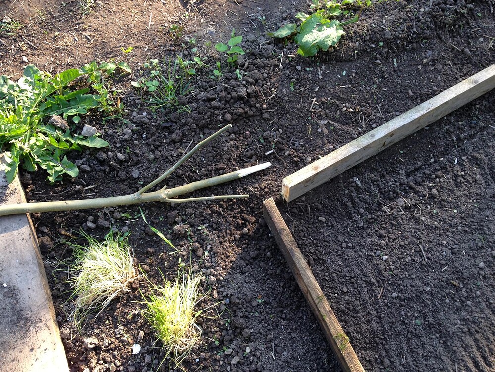 Growreport Bild 6