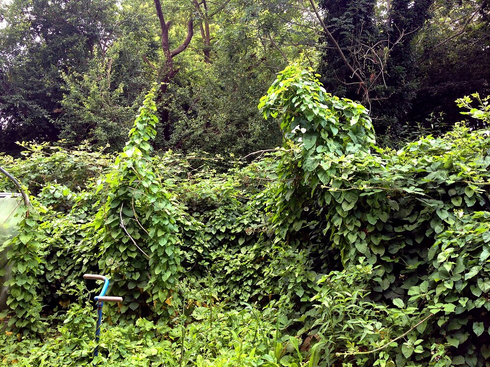 Growreport Bild 39