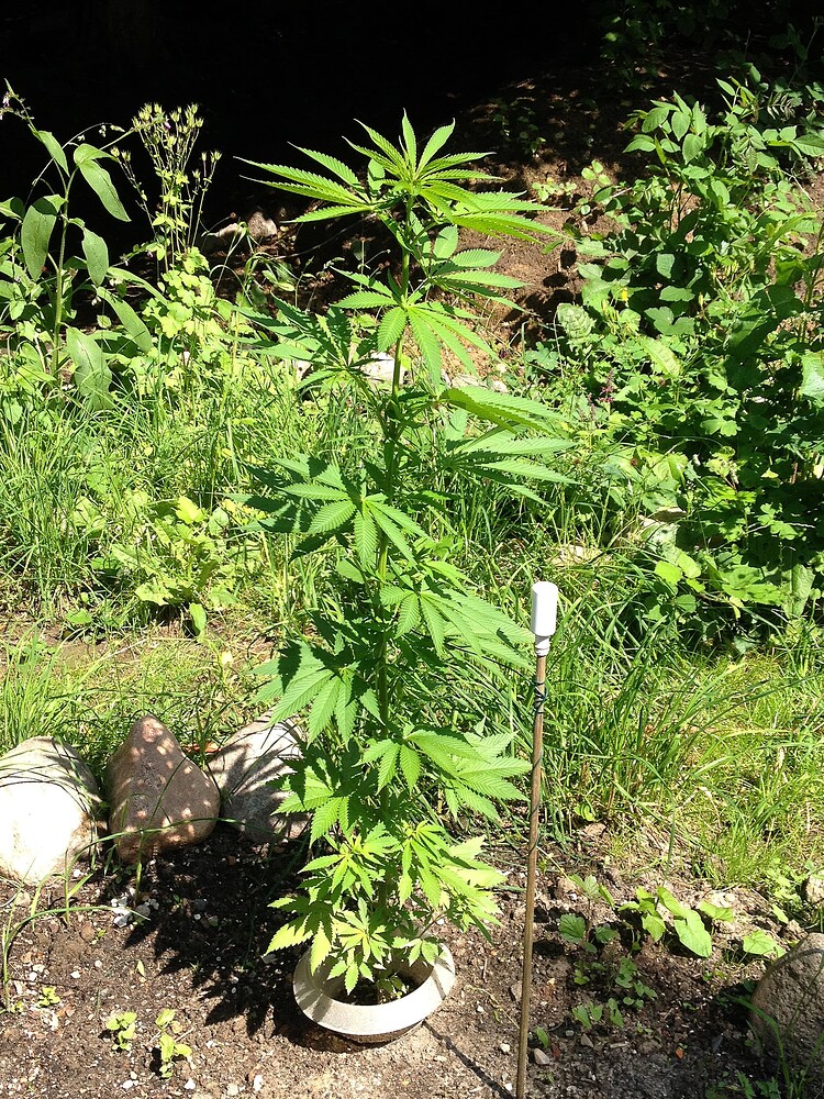 Eine einzelne Durban Poison Cannabispflanze im Freien, die in einem Topf in der Erde steht, mit einem Stützstab daneben.