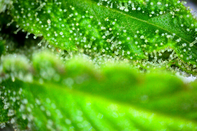 Growreport Bild 4