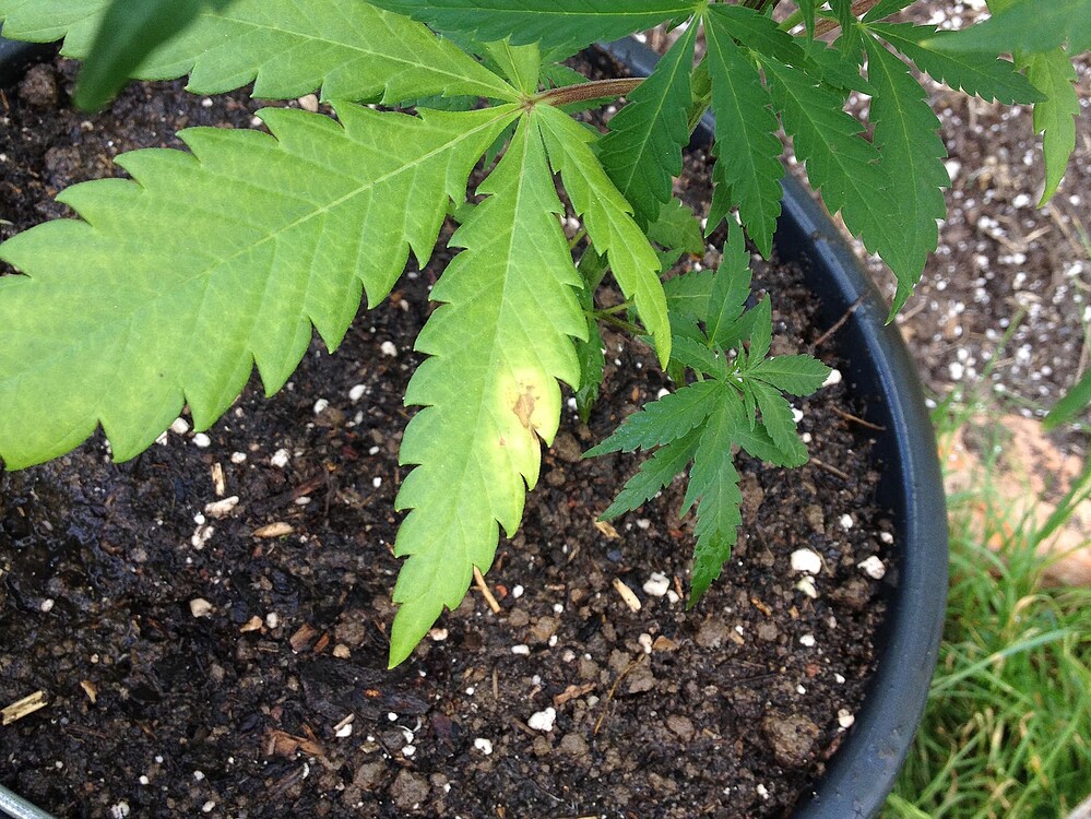 Nahaufnahme eines Cannabisblattes mit gelblichen Verfärbungen und einem braunen Fleck, das aus einem Topf mit dunkler Erde wächst.