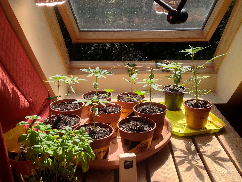 Mehrere kleine Cannabispflanzen in Töpfen auf einem Fensterbrett, beschriftet mit Sortennamen.